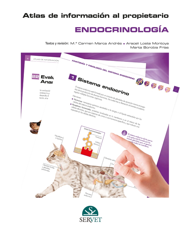 Atlas de información al propietario. Endocrinología - Librerie.coop Atlas de información al propietario. Endocrinología - Librerie.coop