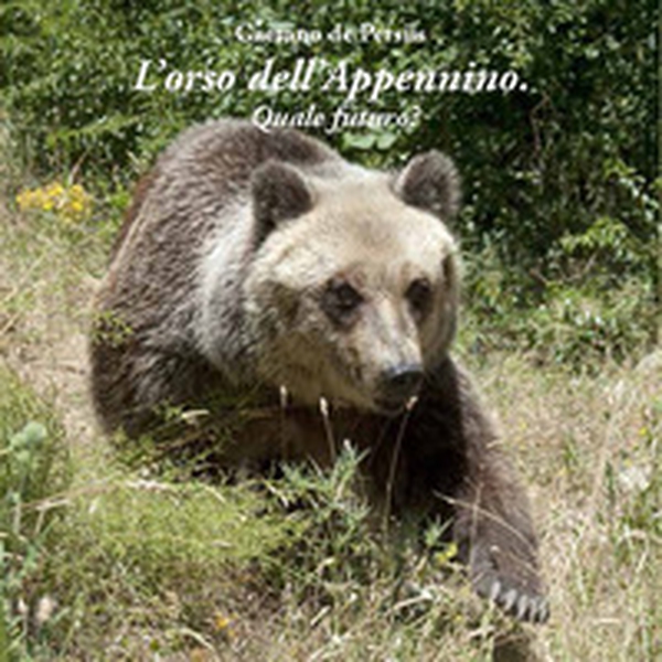 L'orso dell'Appennino. Quale futuro? - Librerie.coop L'orso dell'Appennino. Quale futuro? - Librerie.coop