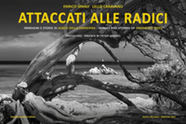 Attaccati alle radici. Immagini e storie di alberi della Sardegna. Ediz. italiana e inglese - Librerie.coop Attaccati alle radici. Immagini e storie di alberi della Sardegna. Ediz. italiana e inglese - Librerie.coop