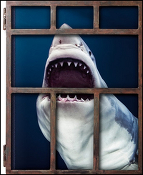 Michael Muller. Sharks. Ediz. inglese - Librerie.coop Michael Muller. Sharks. Ediz. inglese - Librerie.coop
