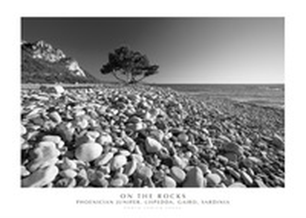 On the rocks phoenician juniper, Lispedda , Gairo, Sardinia - Librerie.coop On the rocks phoenician juniper, Lispedda , Gairo, Sardinia - Librerie.coop