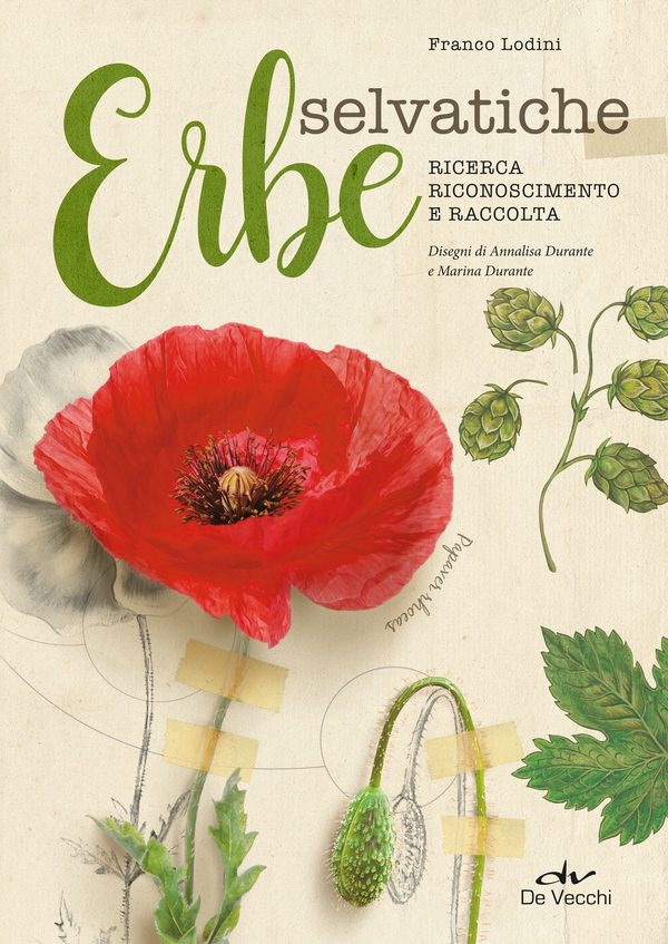 Erbe selvatiche. Ricerca, riconoscimento e raccolta - Librerie.coop Erbe selvatiche. Ricerca, riconoscimento e raccolta - Librerie.coop