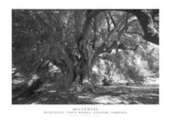 Millenial wild olive, Tanca Manna, Cuglieri, Sardinia - Librerie.coop Millenial wild olive, Tanca Manna, Cuglieri, Sardinia - Librerie.coop