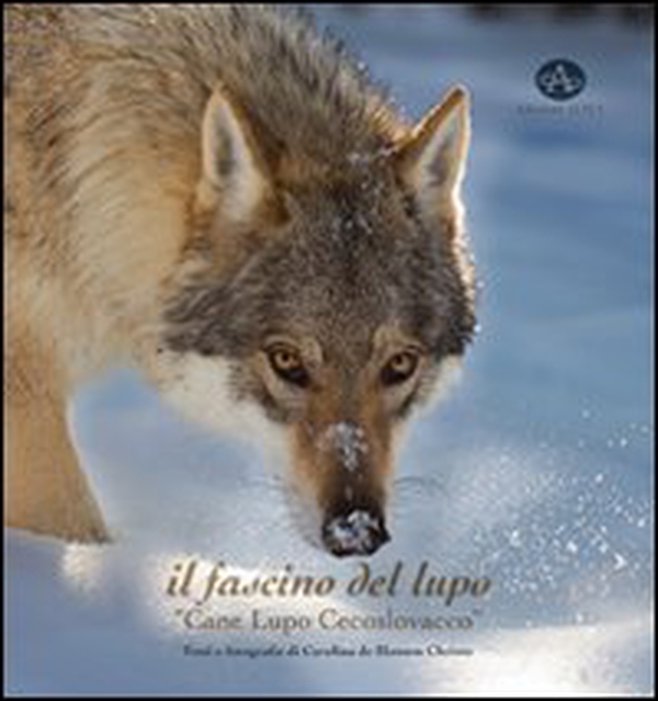 Il fascino del lupo. Cane lupo cecoslovacco-The charm oh a wolf. Czechoslovakian wolfdog - Librerie.coop Il fascino del lupo. Cane lupo cecoslovacco-The charm oh a wolf. Czechoslovakian wolfdog - Librerie.coop