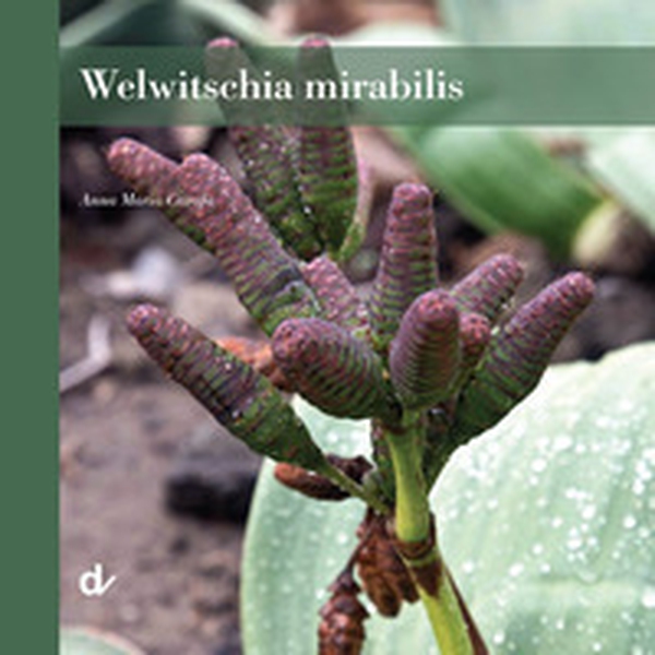 Welwitschia mirabilis - Librerie.coop Welwitschia mirabilis - Librerie.coop