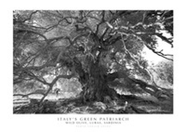 Italy's green patriarch wild olive, Luras, Sardinia - Librerie.coop Italy's green patriarch wild olive, Luras, Sardinia - Librerie.coop