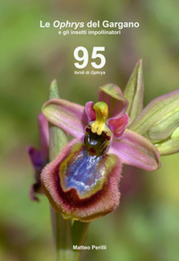 Le Ophrys del Gargano e gli insetti impollinatori. 95 ibridi di Ophrys - Librerie.coop Le Ophrys del Gargano e gli insetti impollinatori. 95 ibridi di Ophrys - Librerie.coop