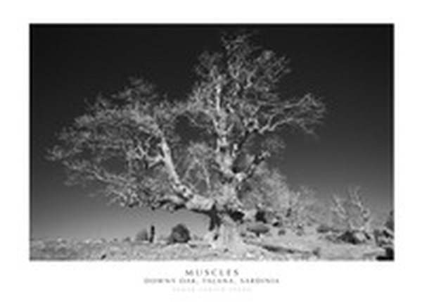 Muscles. Downy Oak, Talana, Sardinia - Librerie.coop Muscles. Downy Oak, Talana, Sardinia - Librerie.coop