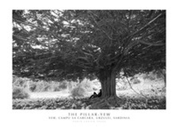 The pillar. Yew Yew, Campu Sa Carcara, Urzulei, Sardinia - Librerie.coop The pillar. Yew Yew, Campu Sa Carcara, Urzulei, Sardinia - Librerie.coop