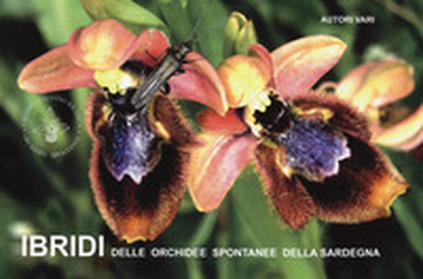 Ibridi delle orchidee spontanee della Sardegna - Librerie.coop Ibridi delle orchidee spontanee della Sardegna - Librerie.coop