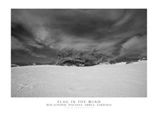 Flag in the wind red juniper, Piscinas, Arbus, Sardinia - Librerie.coop Flag in the wind red juniper, Piscinas, Arbus, Sardinia - Librerie.coop